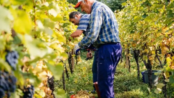 жеміс маусымы