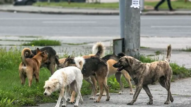 Қаңғыбас иттер