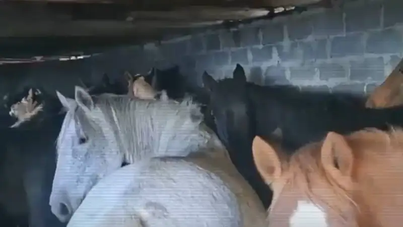 Мал ұрлығы, жылқы