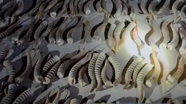ақбөкен мүйізі